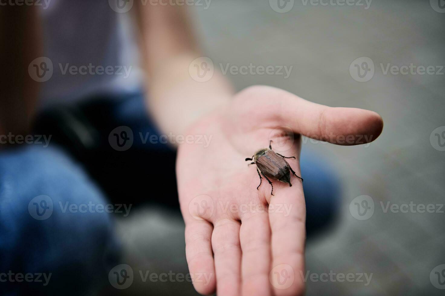 Nahansicht von Kinder- Hand halten ein Frühling Käfer. Maikäfer foto