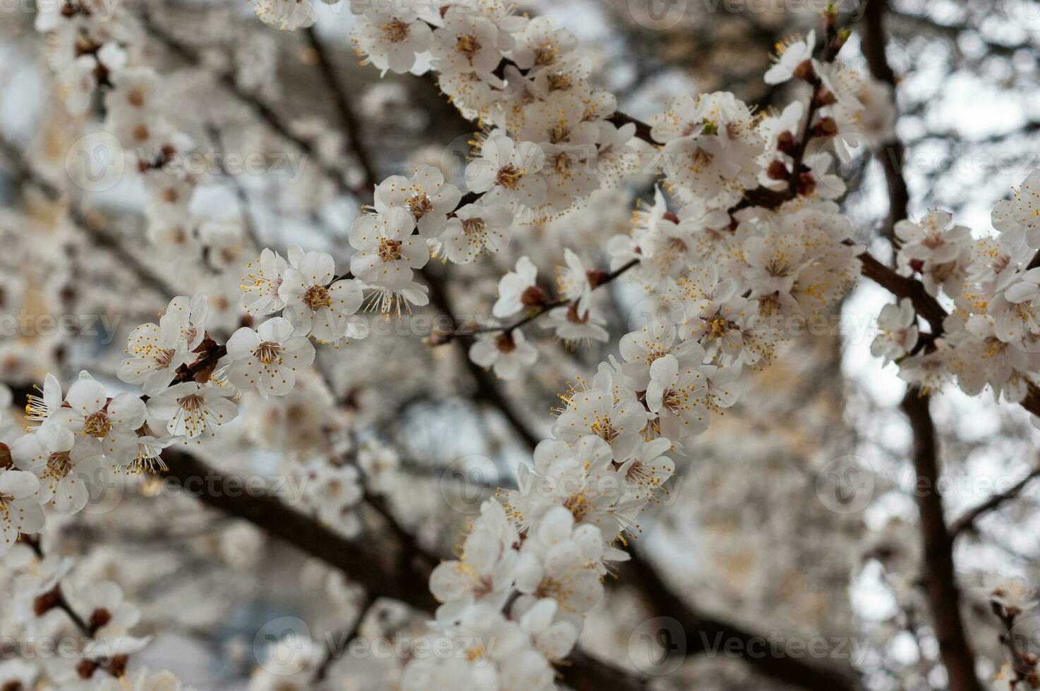 Weiß Aprikose Blüte. Blumen auf ein Ast. Foto im das Moment. Liebe zum Natur und Umwelt Schutz. Hintergrund, Design, Abstraktion