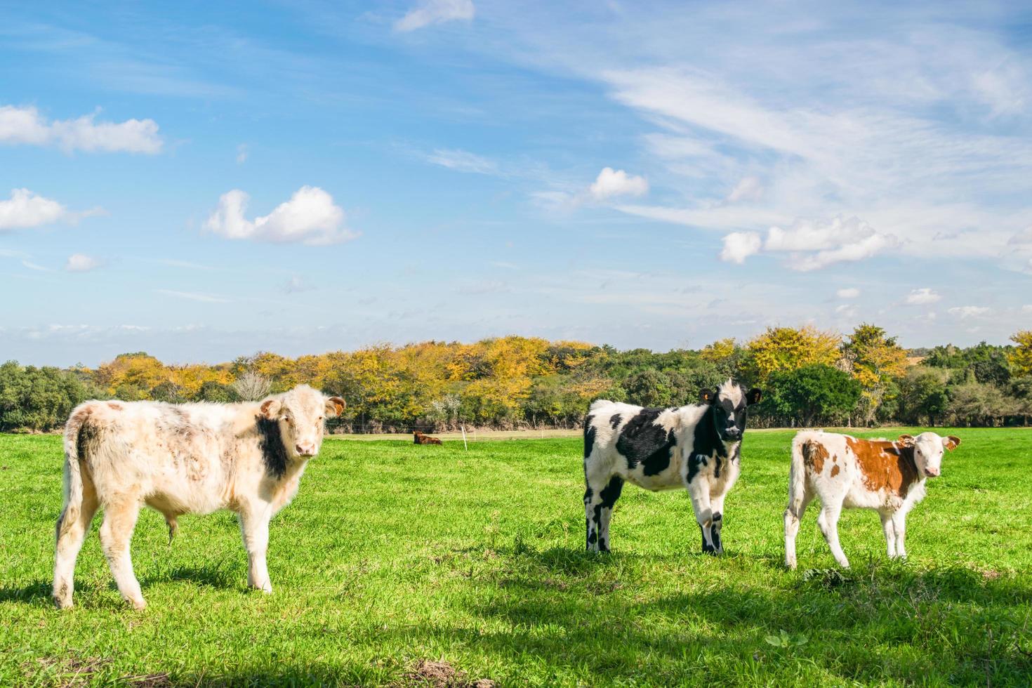 drei Kühe auf einem Bauernhof foto