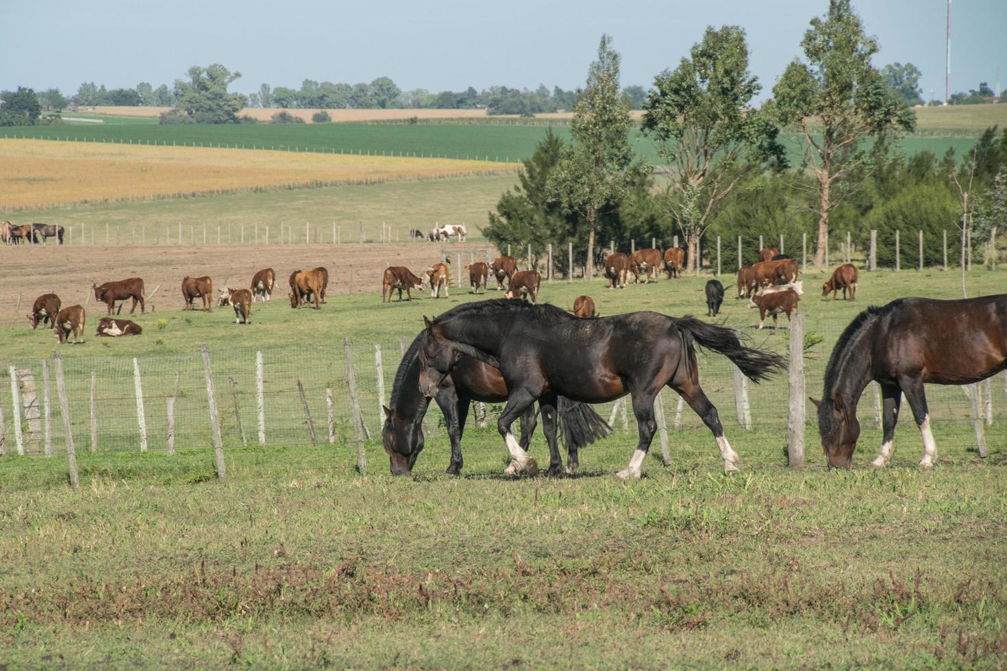 Pferde auf dem Bauernhof foto