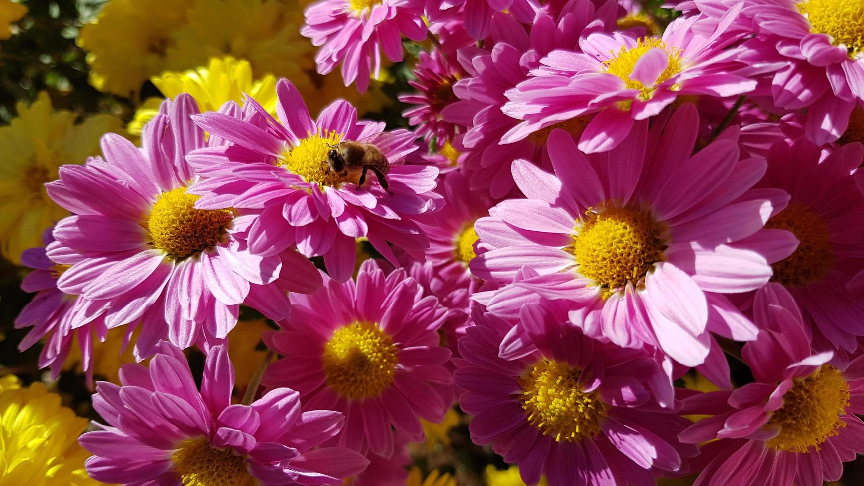 Honigbiene auf der Blume foto