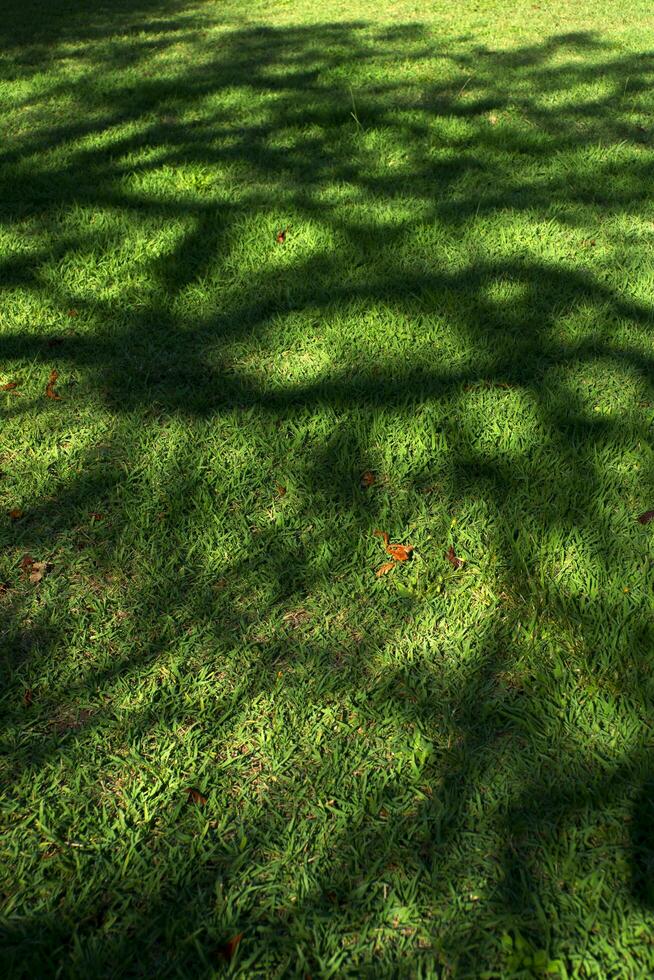 Baum Schatten auf ein Wiese foto