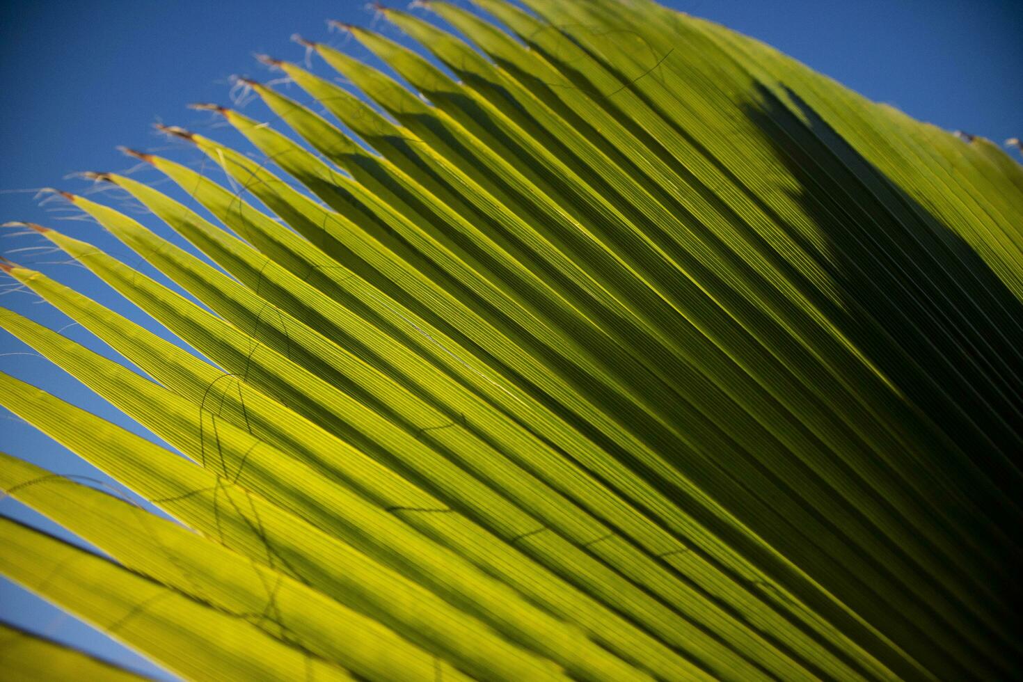 Einzelheiten von das Palme Blatt foto