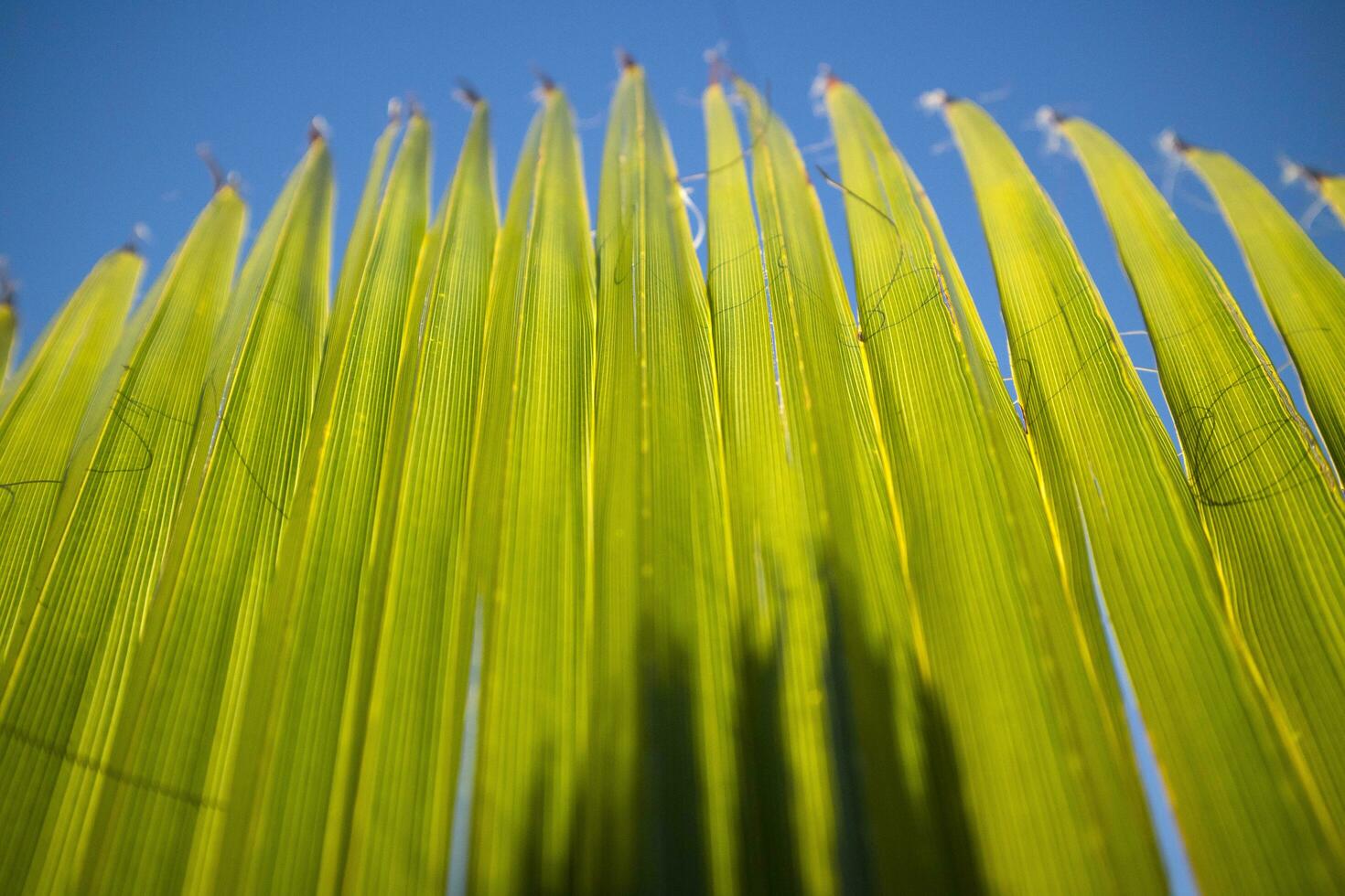 Einzelheiten von das Palme Blatt foto