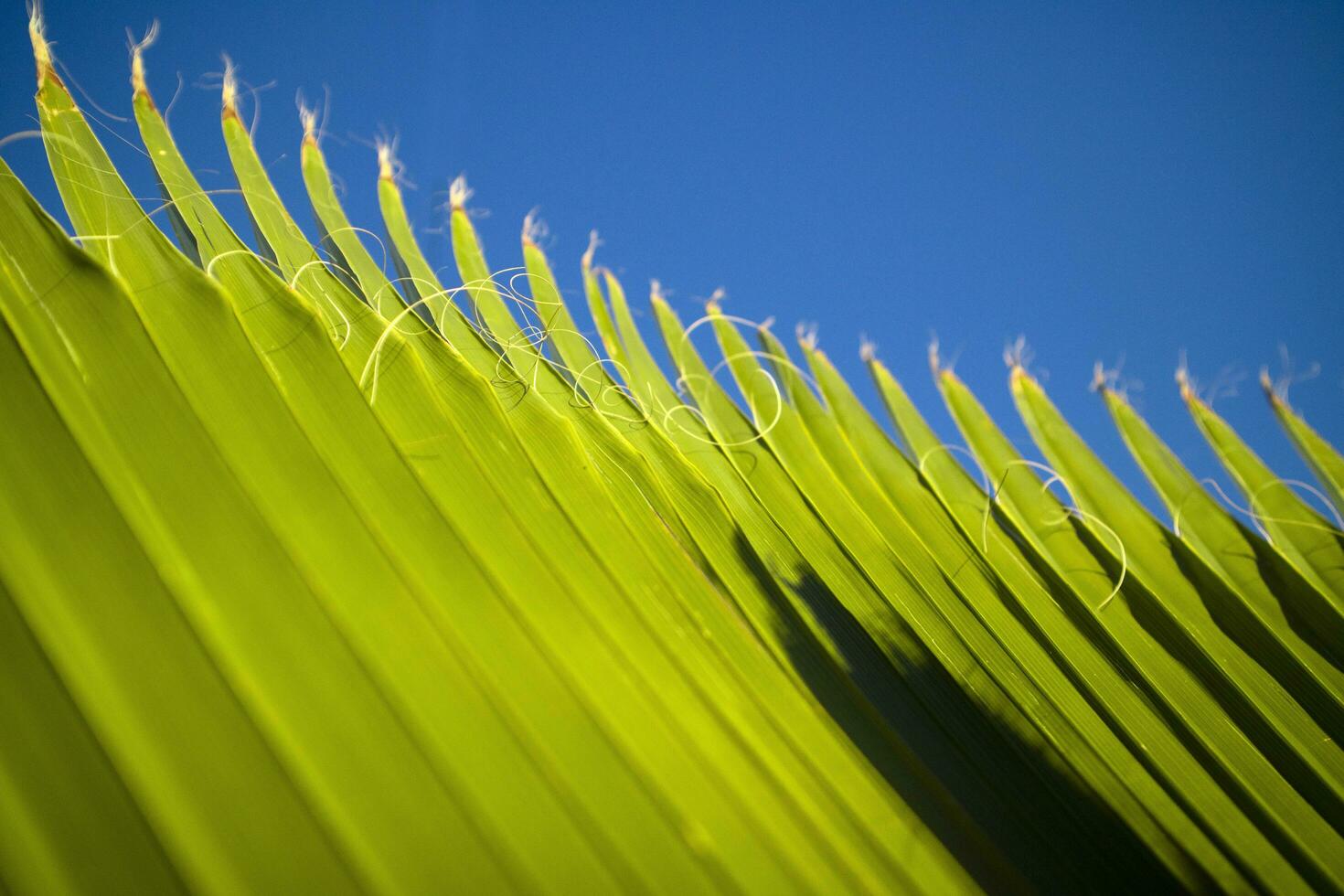 Einzelheiten von das Palme Blatt foto