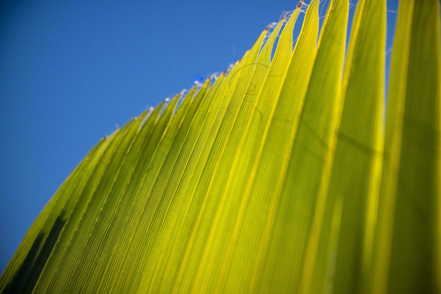 Einzelheiten von das Palme Blatt foto