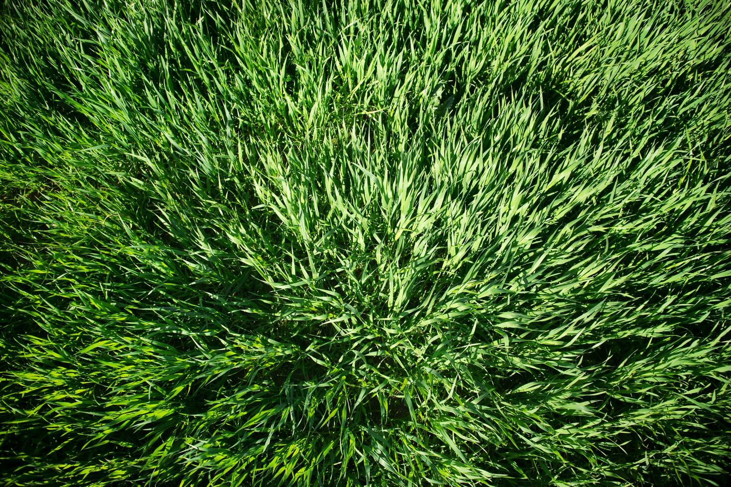 Wind bewirken auf Weizen foto