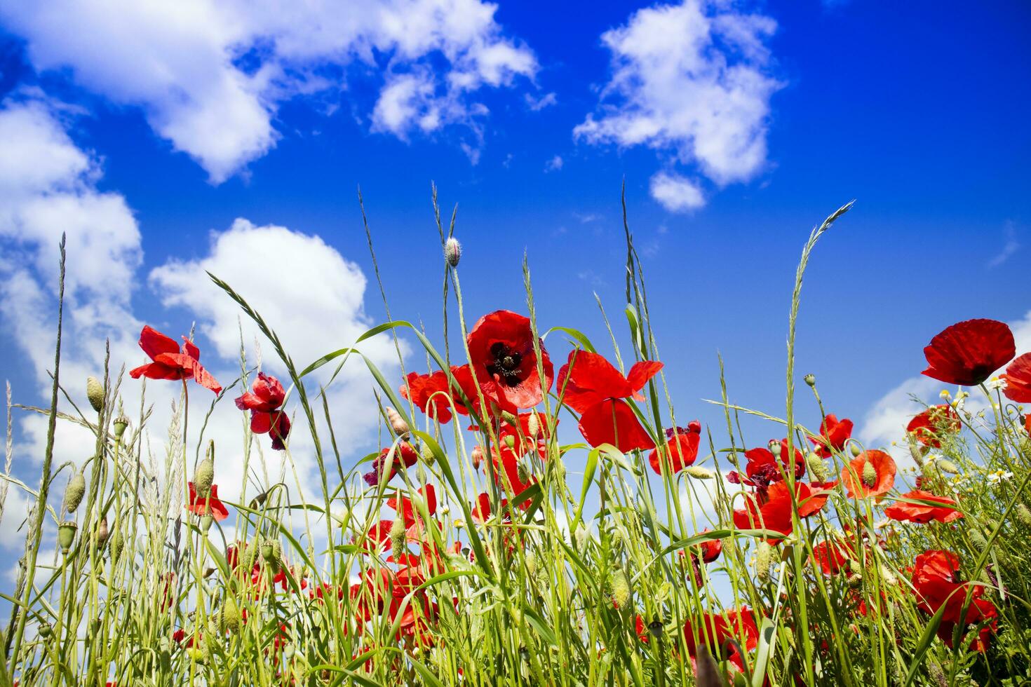 Feld der roten Mohnblumen foto