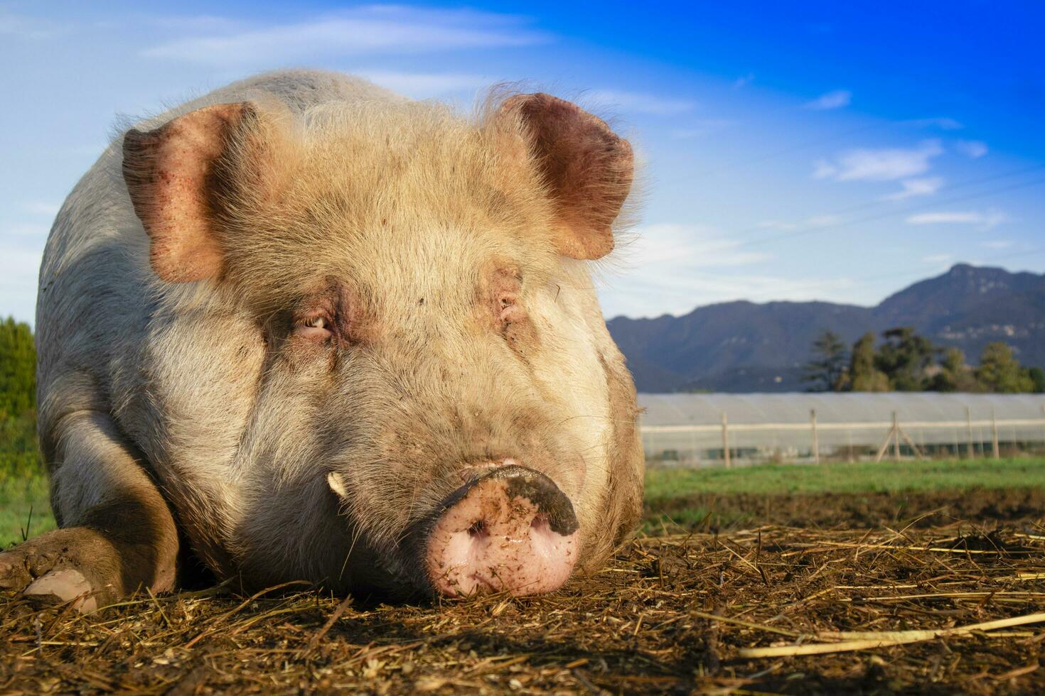 Porträt von ein Schwein im das Moment von sich ausruhen foto