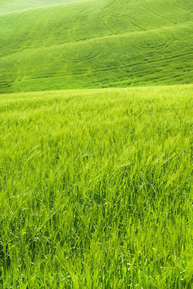 Toskana Aussicht von Grün Weizen Felder im Frühling foto