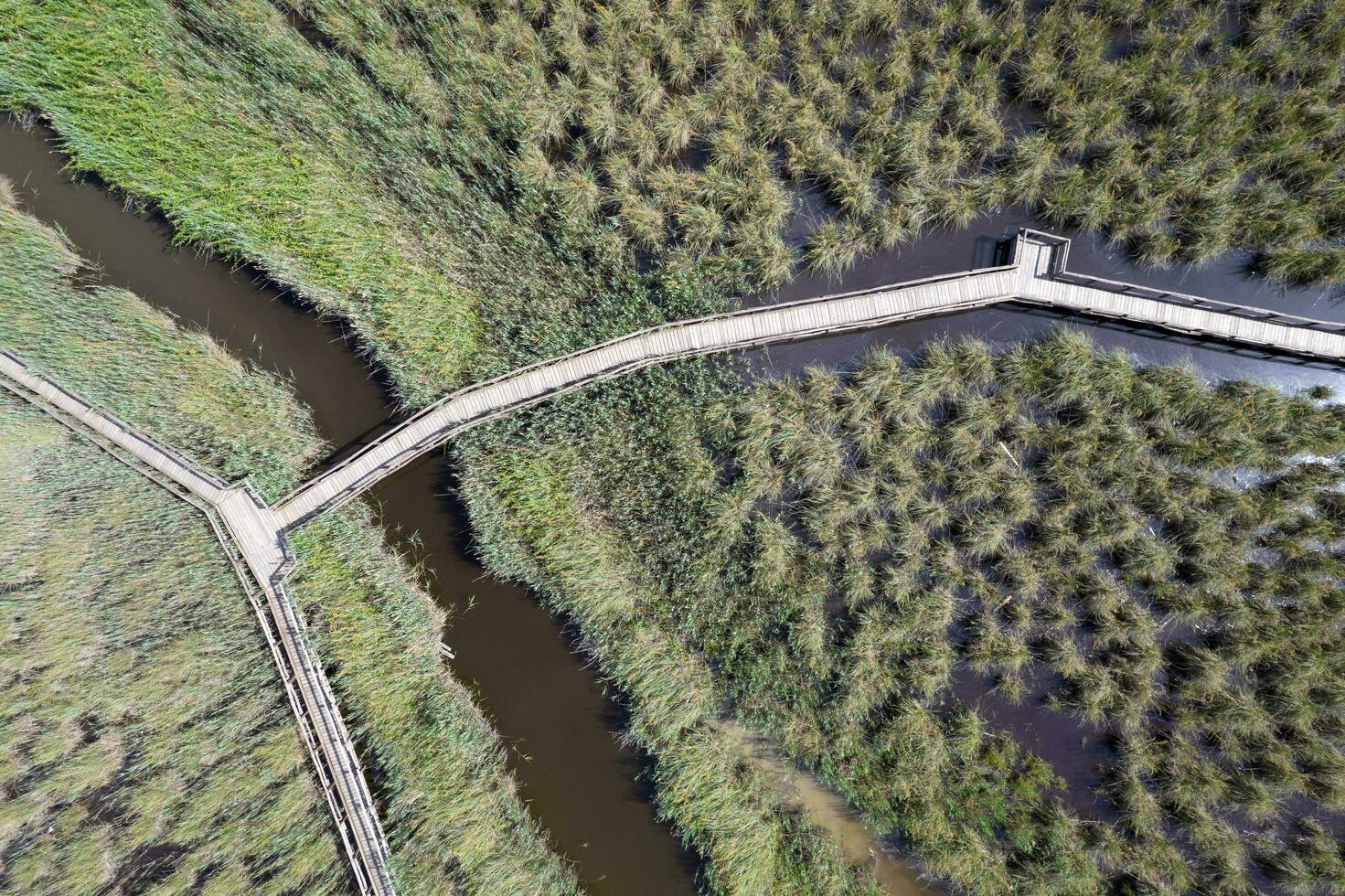 Fußgänger Gehweg Innerhalb das Park von Massaciuccoli Italien foto