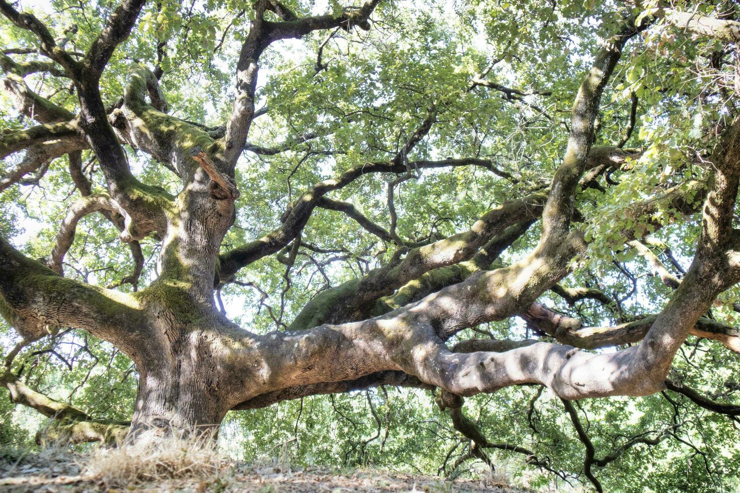 das großartig weltlich Eiche im capannori lucca Italien foto