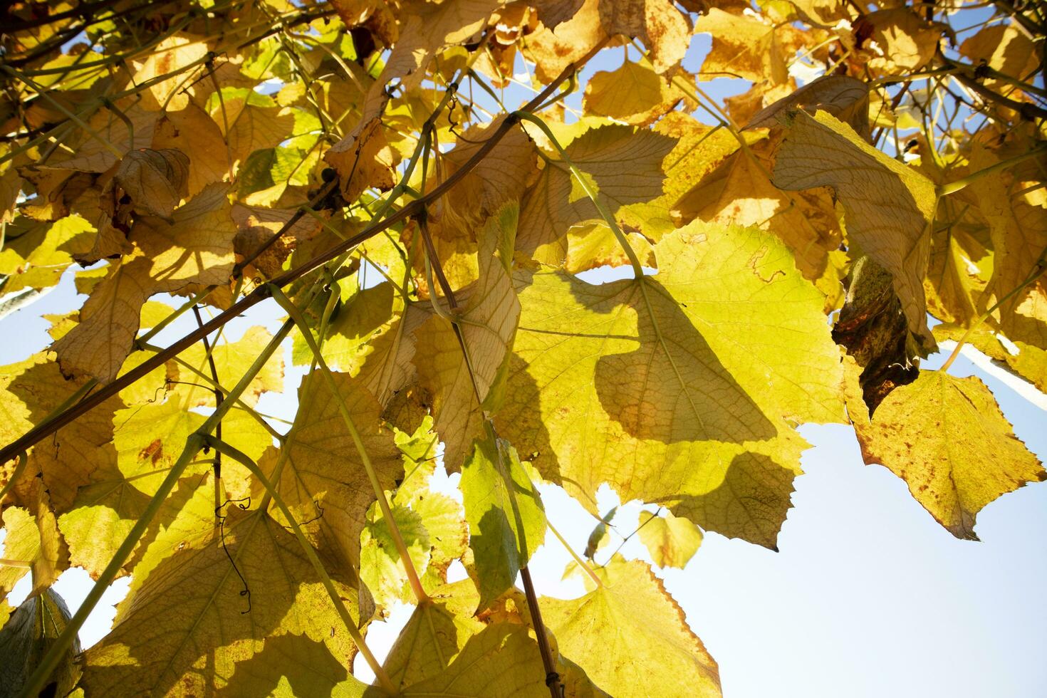 Foto Dokumentation von das Blätter von das Reben im Herbst