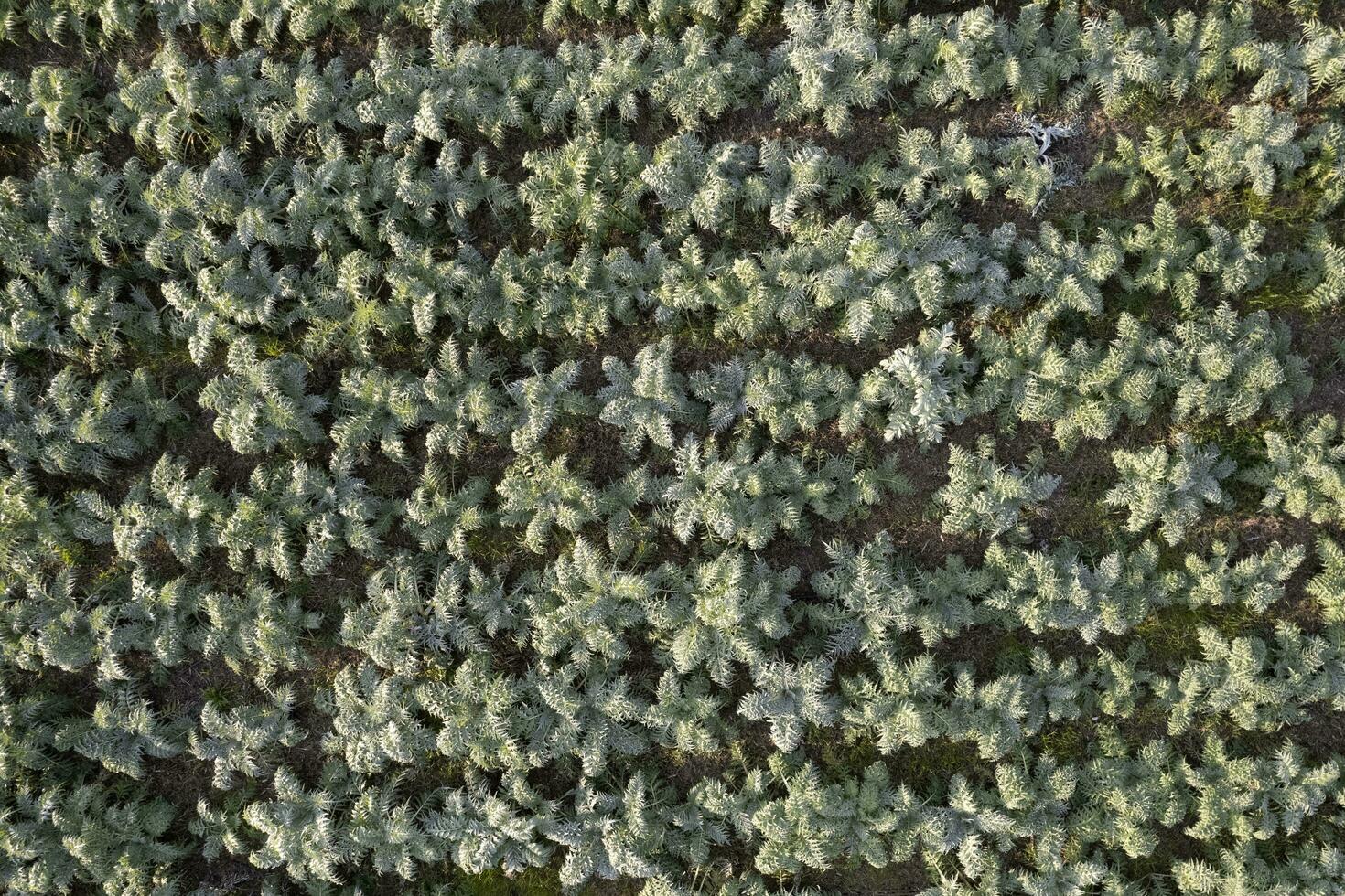 Antenne Aussicht von ein wachsend Bucklige Distel Winter Gemüse foto