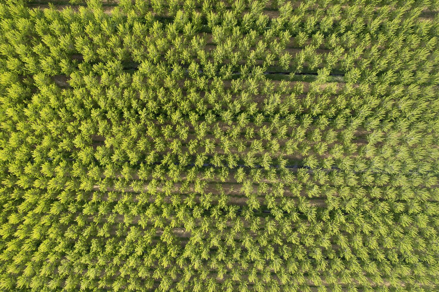Antenne fotografisch Schuss von ein Pappel Wald im Frühling foto