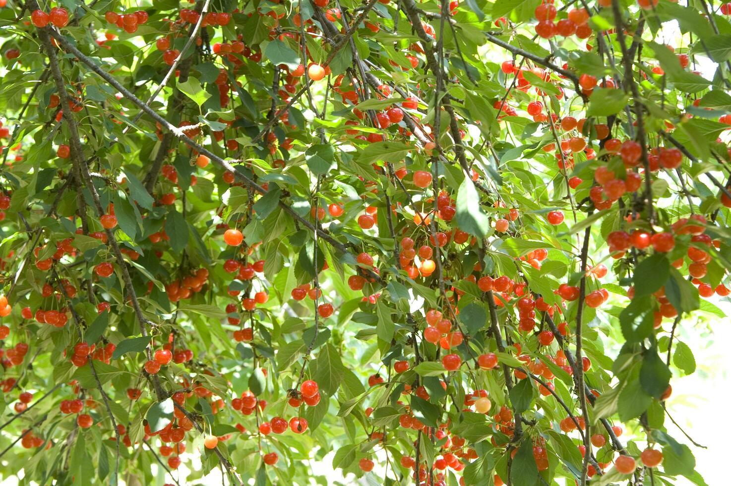 ein Bündel von Kirschen hängend von ein Baum foto