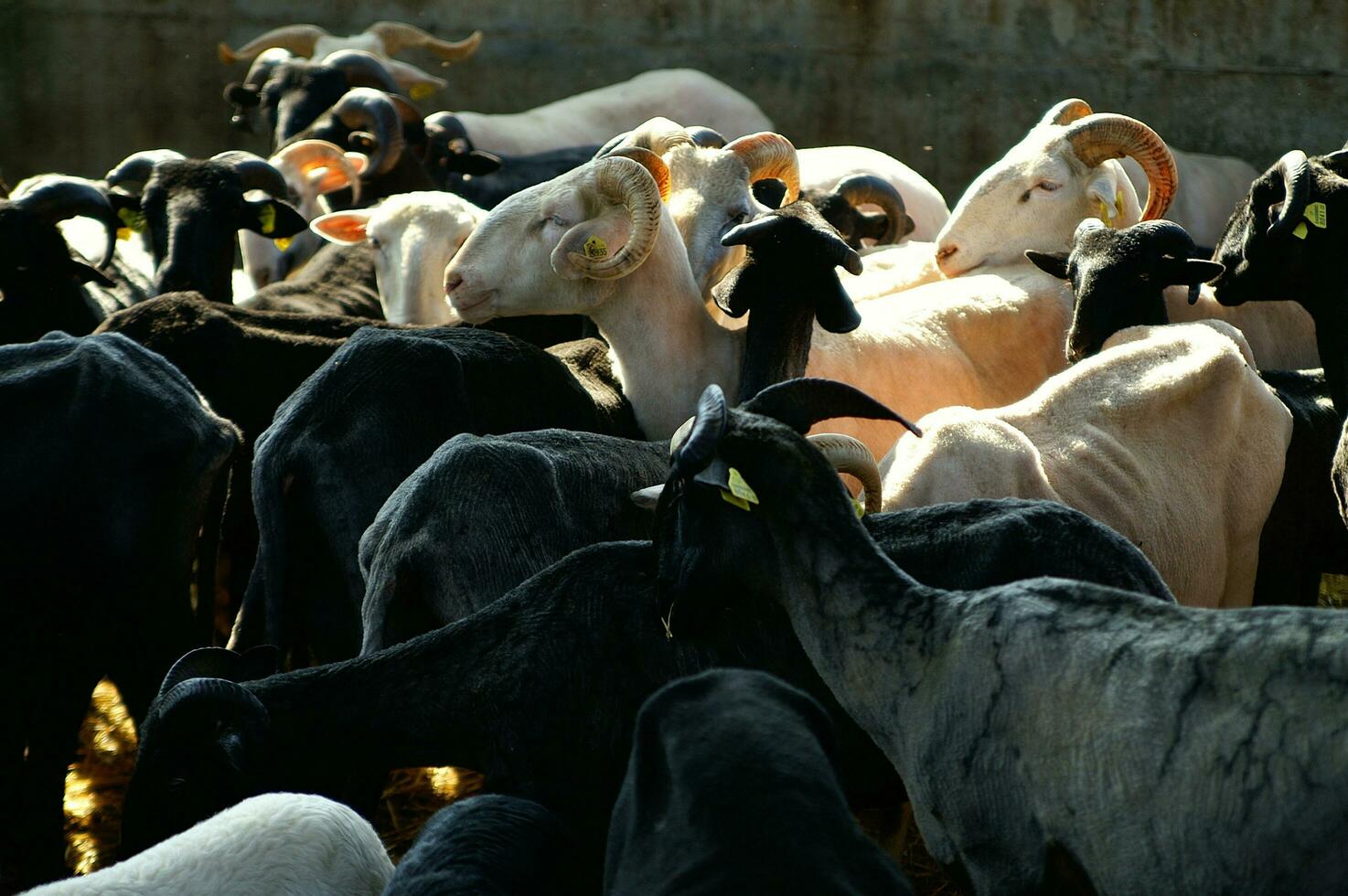 ein Herde von Schaf Stehen im ein Feld foto