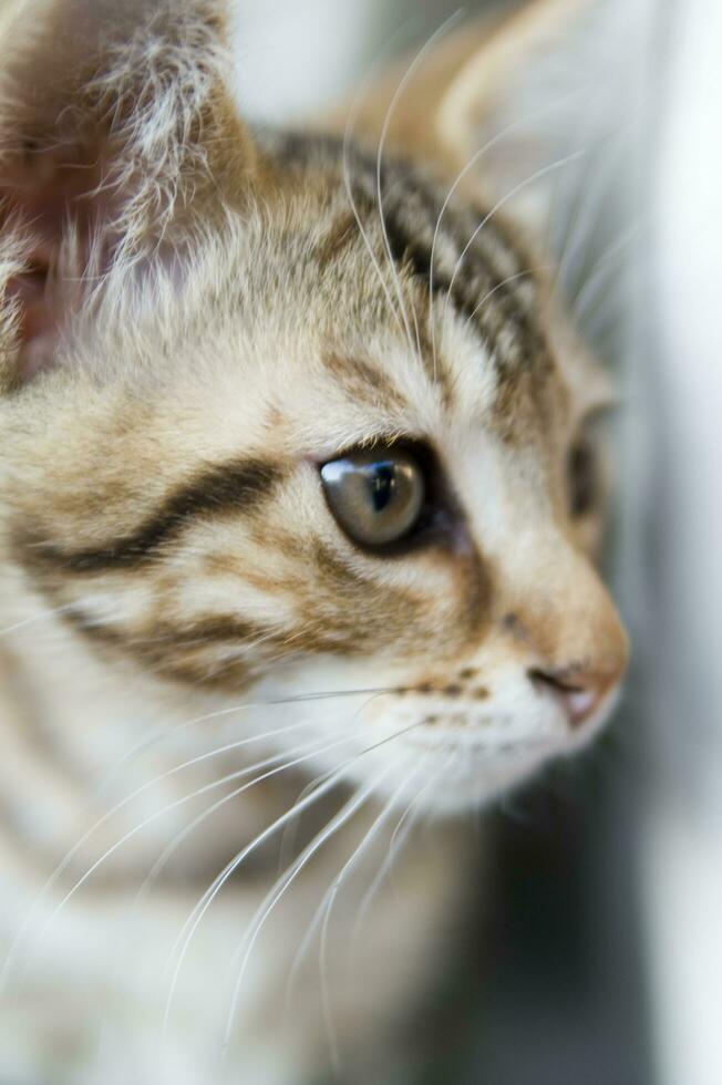 ein schließen oben von ein Katze suchen beim das Kamera foto