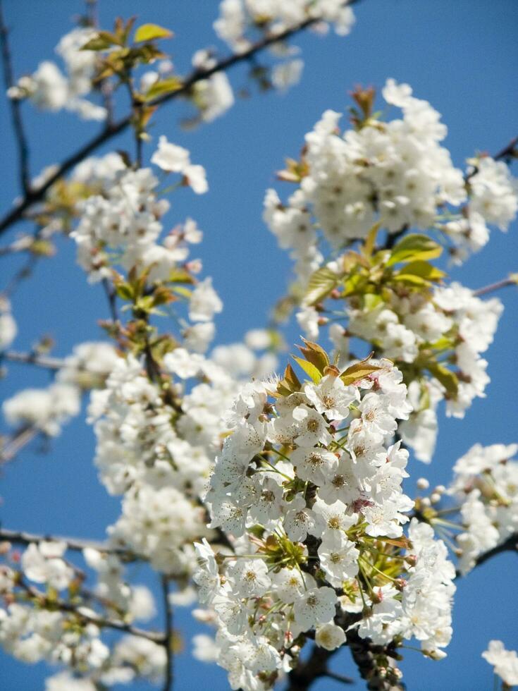 ein Baum mit Weiß Blumen gegen ein Blau Himmel foto