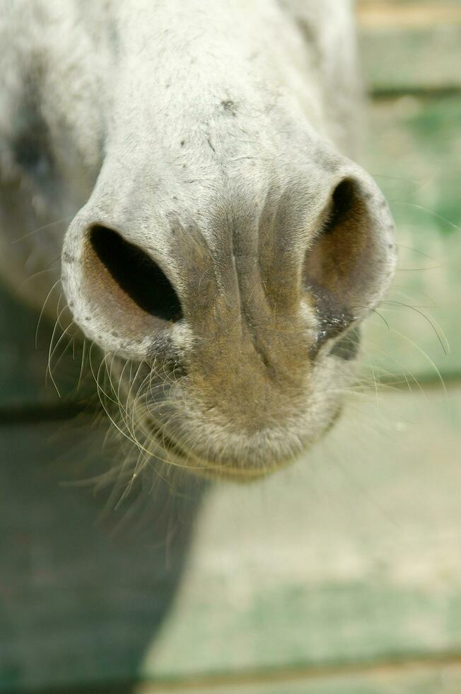 ein Esel kleben seine Kopf aus von ein hölzern Tür foto