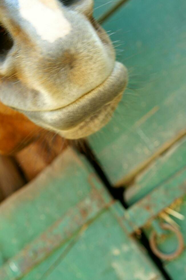 ein schließen oben von ein Pferd Kopf foto