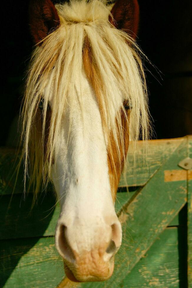 ein schließen oben von ein Pferd Kopf foto