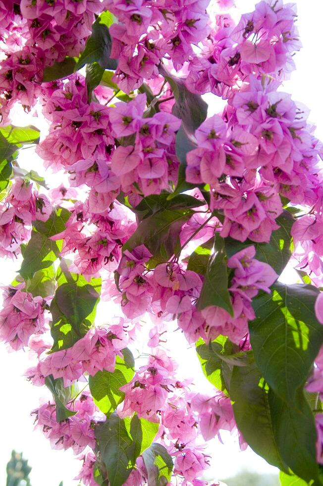 ein schließen oben von ein Bündel von Rosa Blumen foto