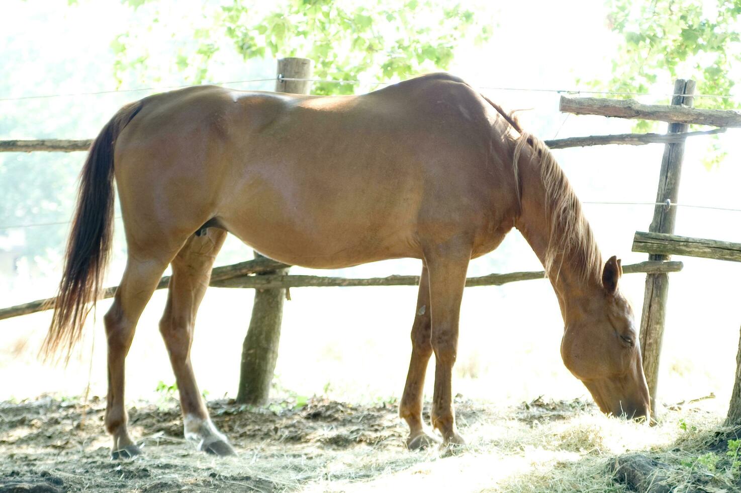 ein schließen oben von ein Pferd Gesicht foto