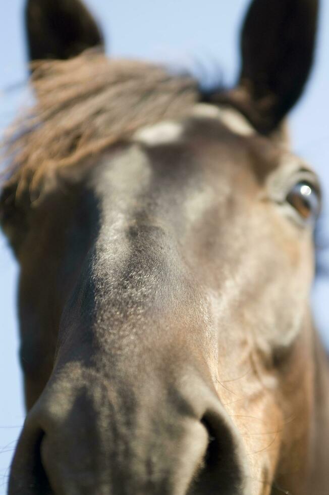 ein schließen oben von ein Pferd Gesicht foto