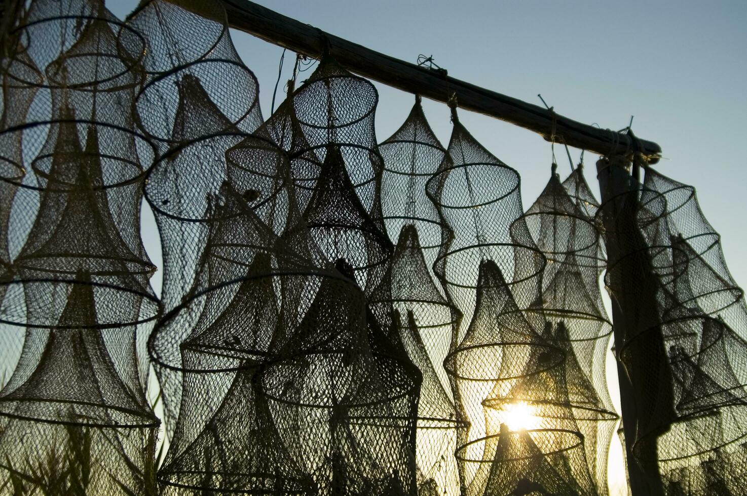 ein Gruppe von Angeln Netze im das Sonne foto