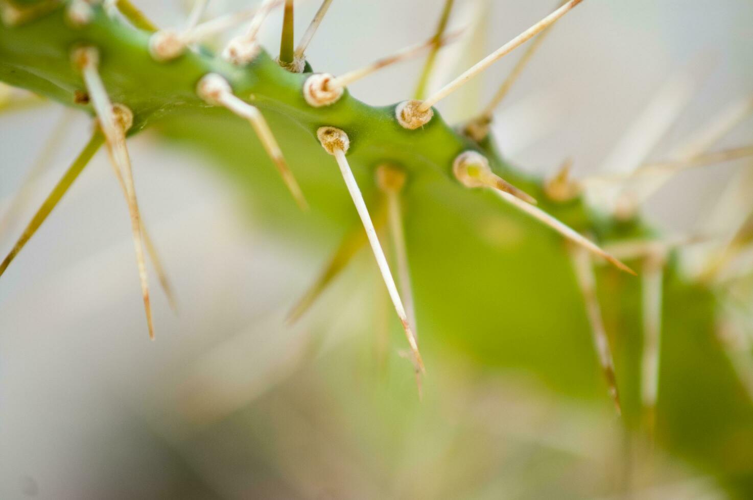 ein schließen oben von ein Kaktus Pflanze mit Spikes foto