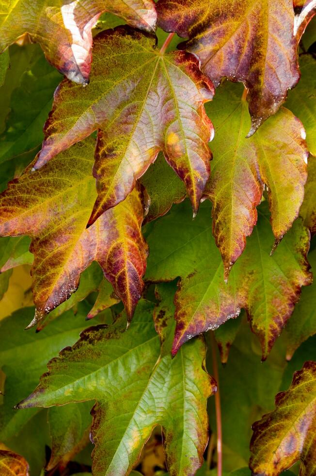 Herbstlaub an einer Wand foto