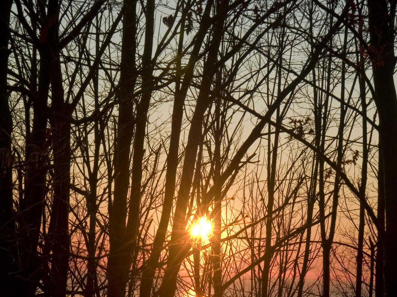das Sonne ist Rahmen hinter etwas nackt Bäume foto