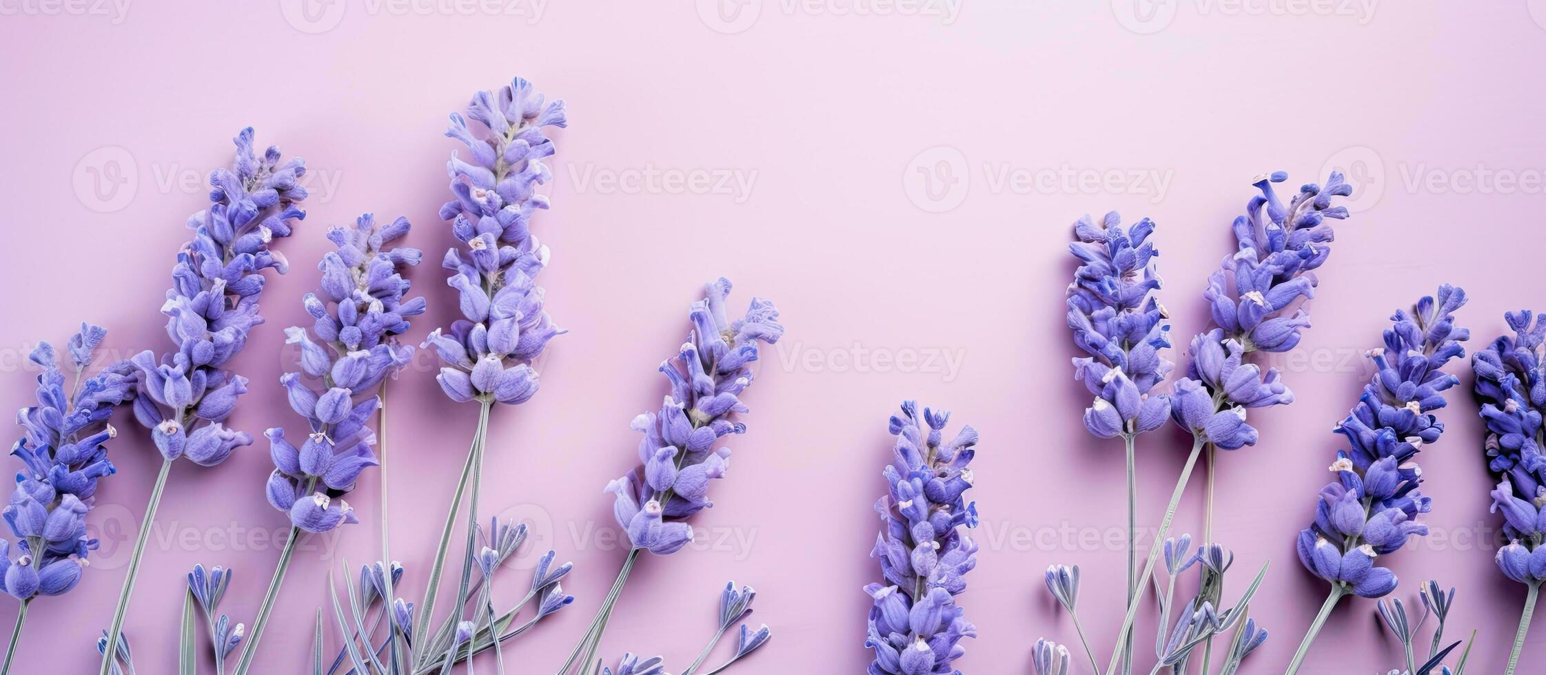 Bild von Lavendel Blumen auf ein Pastell- Hintergrund. das Foto ist genommen von ein oben Sicht, mit das