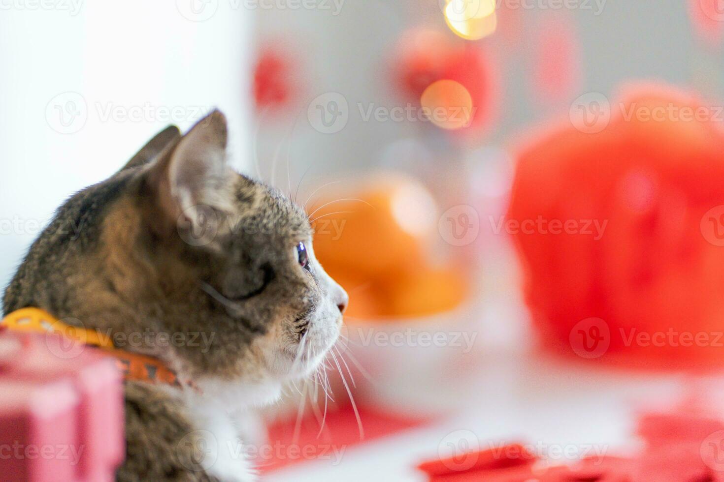 Katze bereiten Chinesisch Neu Jahr Feierlichkeiten beim heim. süß inländisch kurzes Haar Katze Putten traditionell Anhänger zu das Chinesisch Mond- Neu Jahr zum gut Glück. Chinesisch Wort meint Segen foto