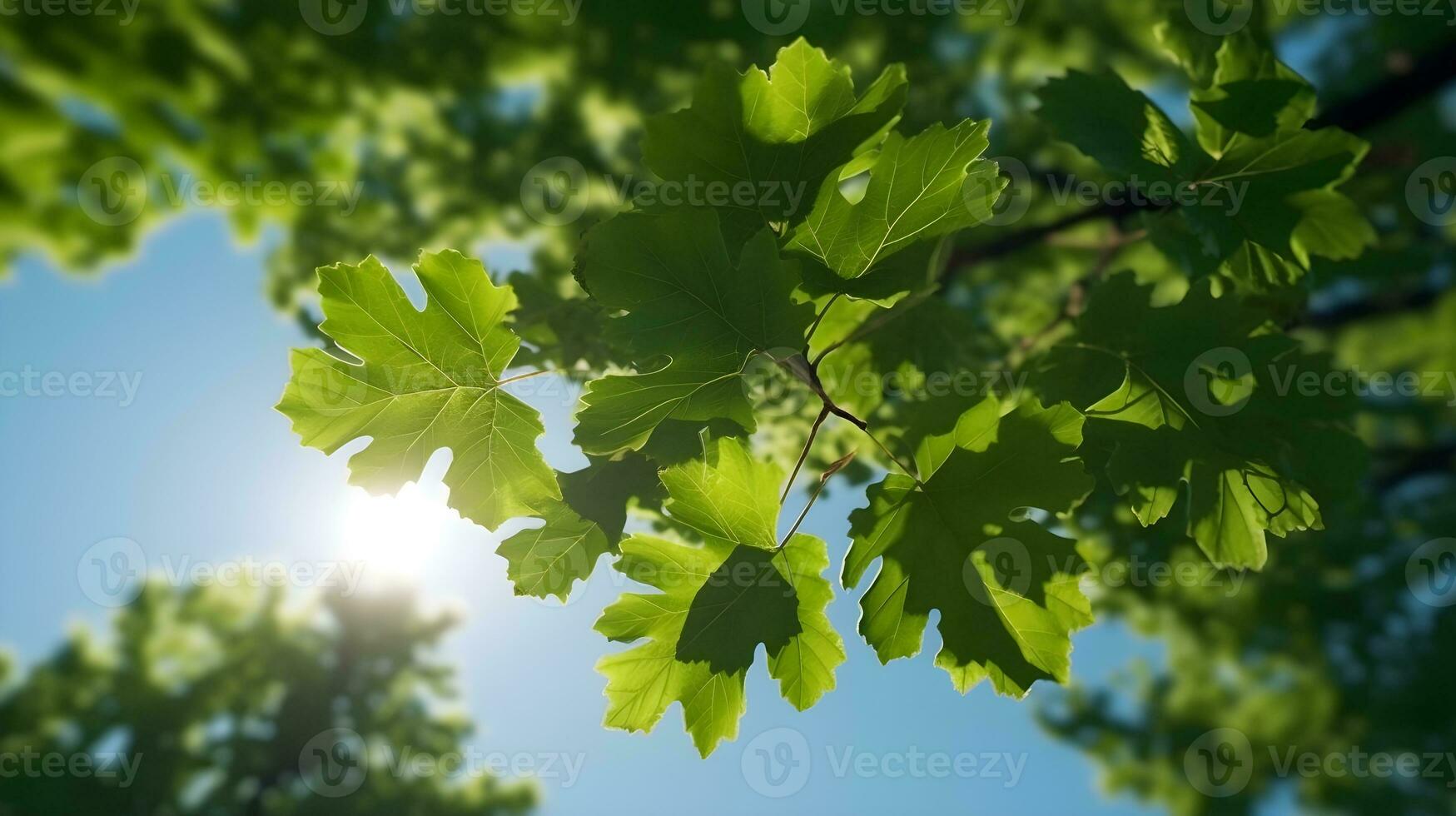 Grün Zucker Ahorn Blätter Baum, Winkel Aussicht von Unterseite mit hell Sonne Blendung. ai generiert foto