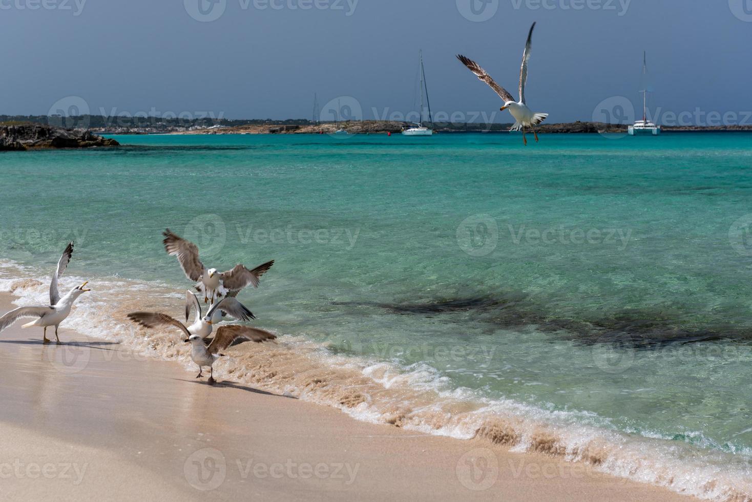 seagullon die küste von ses illetes strand auf formtera balearen in spanien. foto