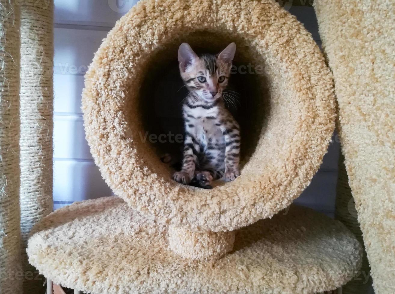 süßes Bengalkätzchen, das im pelzigen Kreis sitzt foto