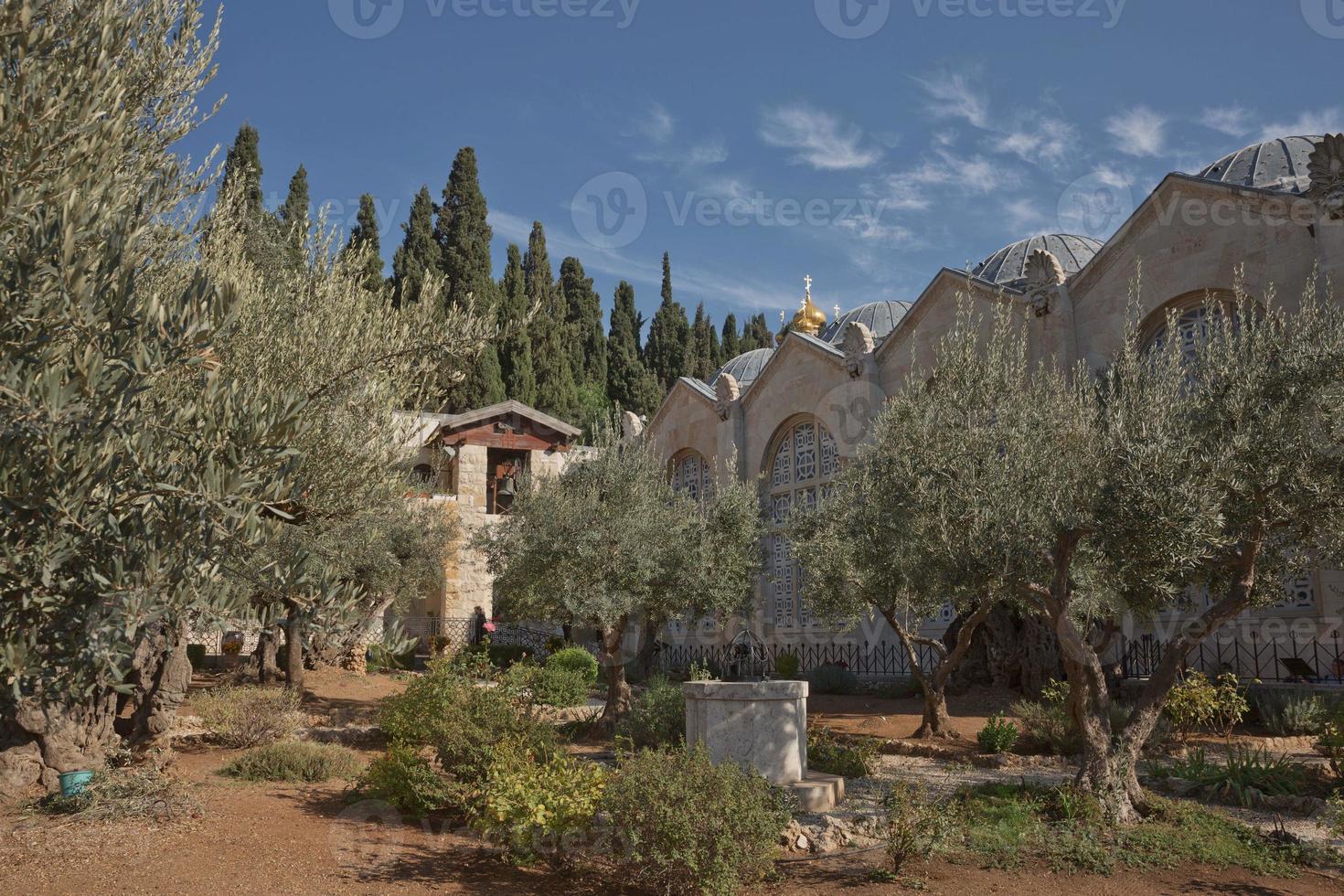 alte Olivenbäume im Garten von Gethsemane in Jerusalem, Israel foto