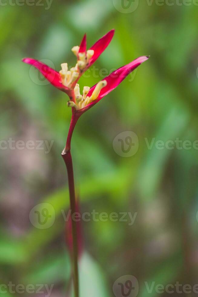 Jahrgang Vogel von Paradies Blume, Heliconia Blume foto