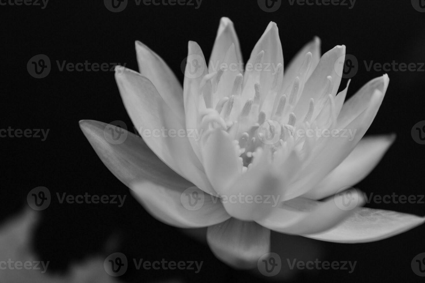 schwarz und Weiß schön Gelb Wasser Lilie Lotus foto