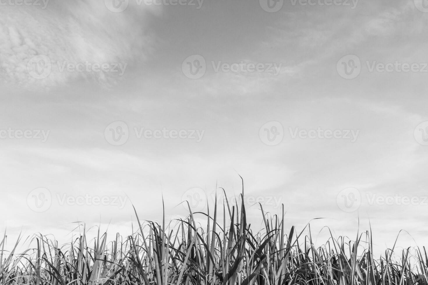 Aufwachsen des grünen Maisfeldes foto