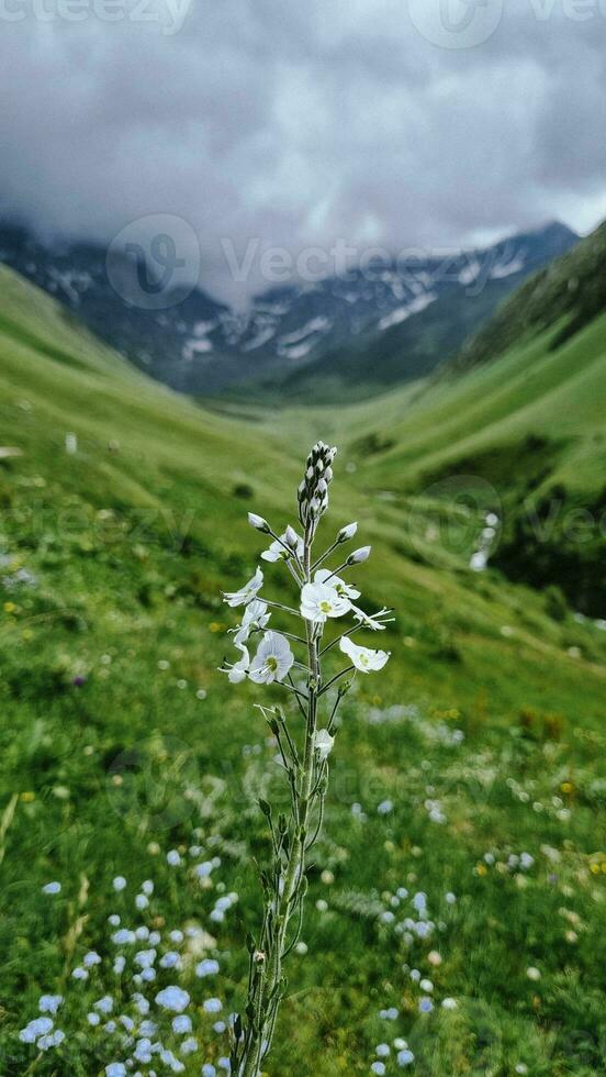 Blumen auf das Hintergrund von Felsen und Berge. Epos Himmel mit Wolken foto