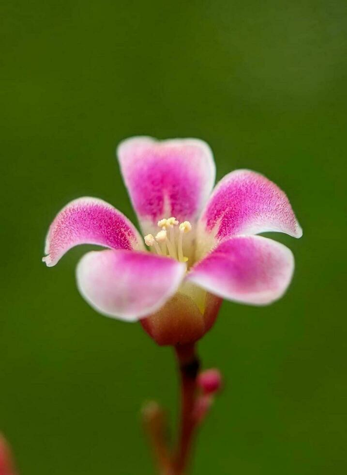 Blühen Blume im das Garten foto