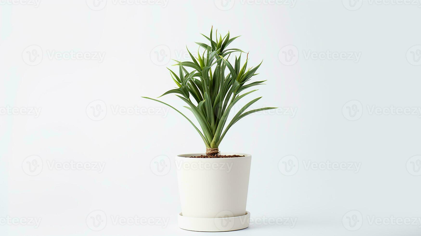Foto von Yucca Blume im Topf isoliert auf Weiß Hintergrund. generativ ai
