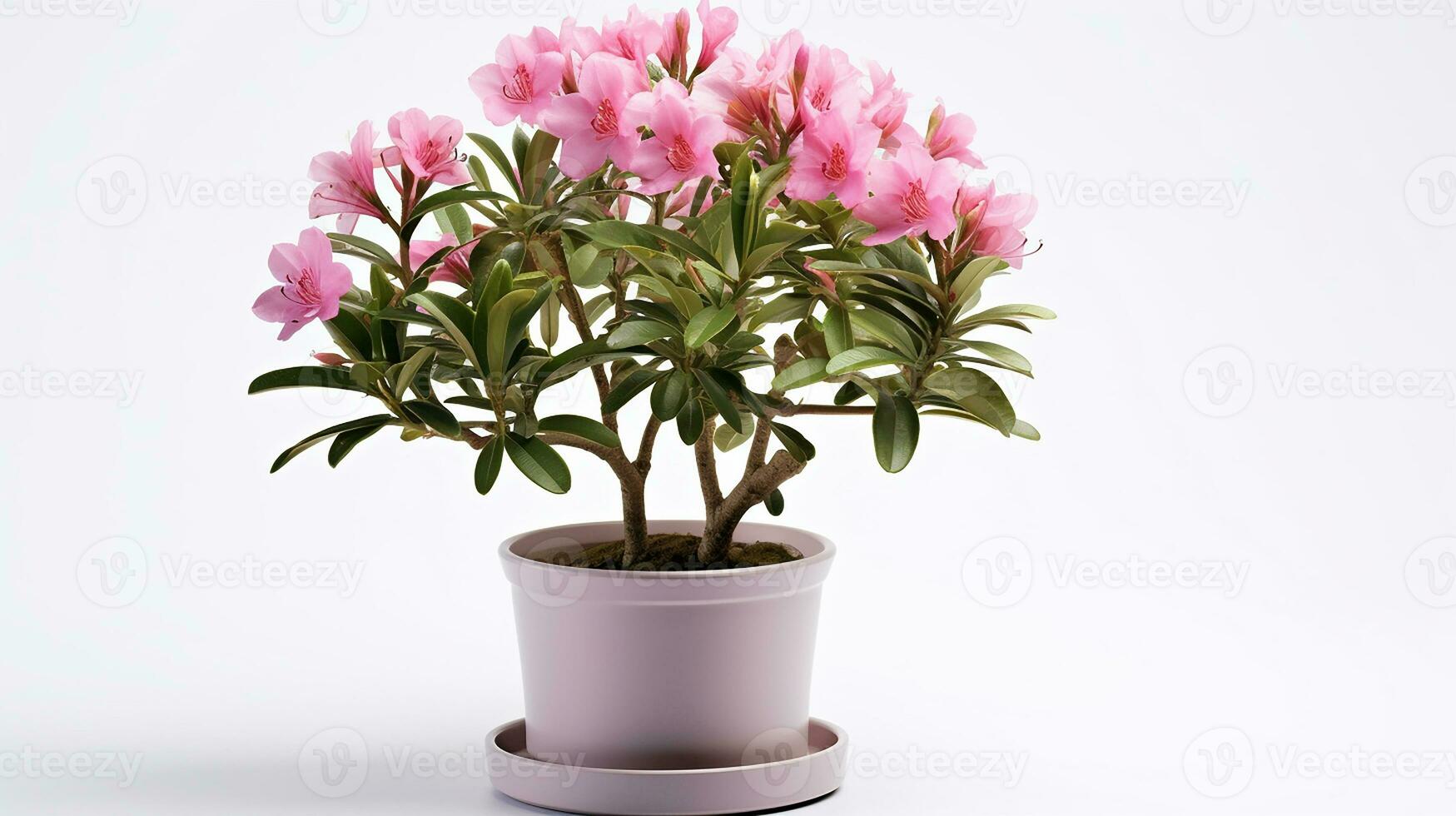 Foto von Rhododendron Blume im Topf isoliert auf Weiß Hintergrund. generativ ai