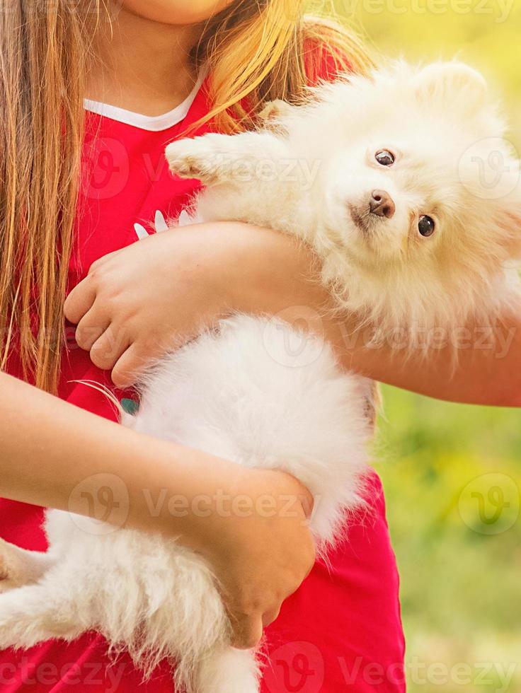 Kinder- und Tierkonzept. weißer pommerscher spitzwelpe in den armen eines mädchens in einem roten kleid. foto