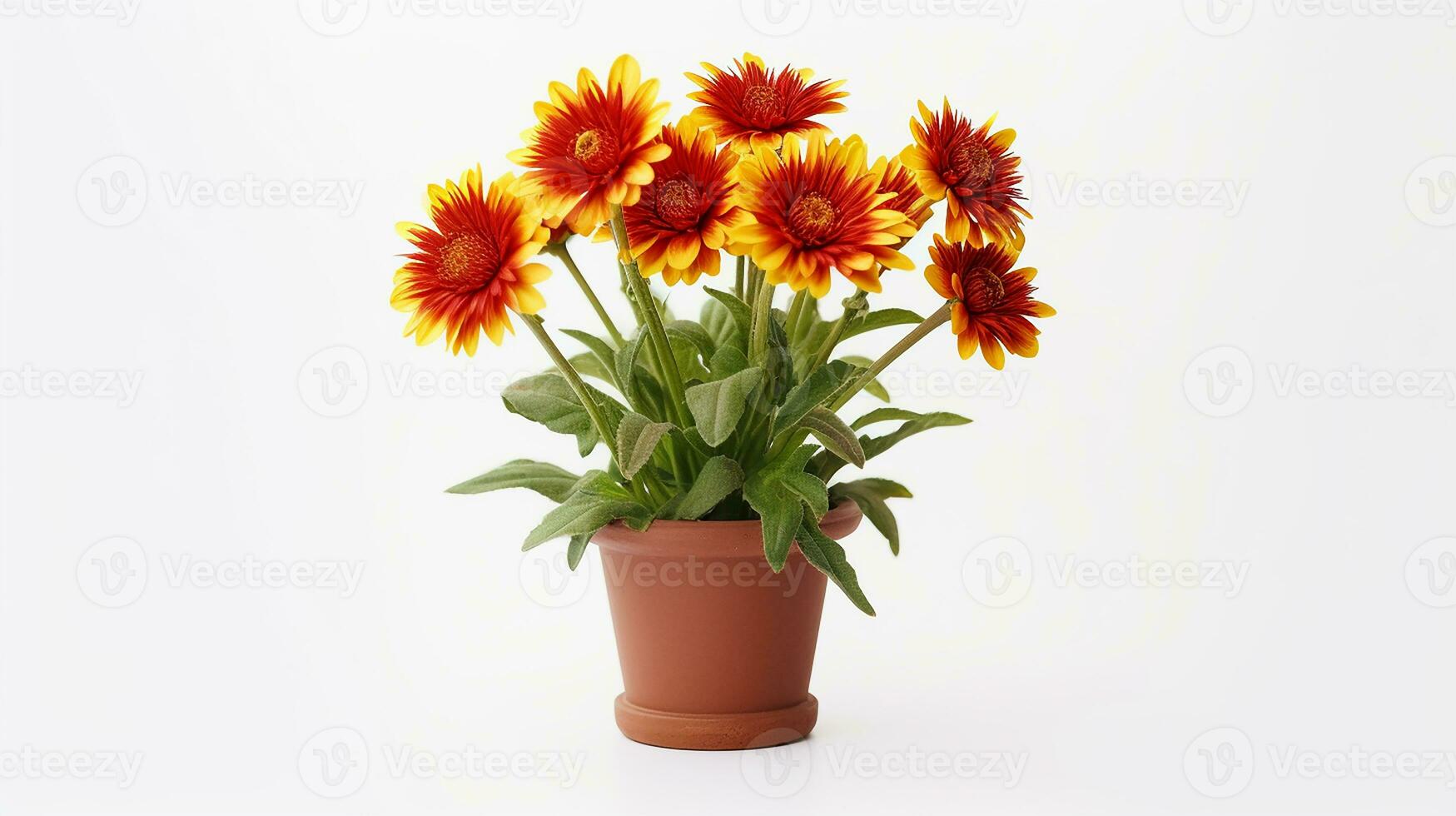 Foto von Gaillardia Blume im Topf isoliert auf Weiß Hintergrund. generativ ai