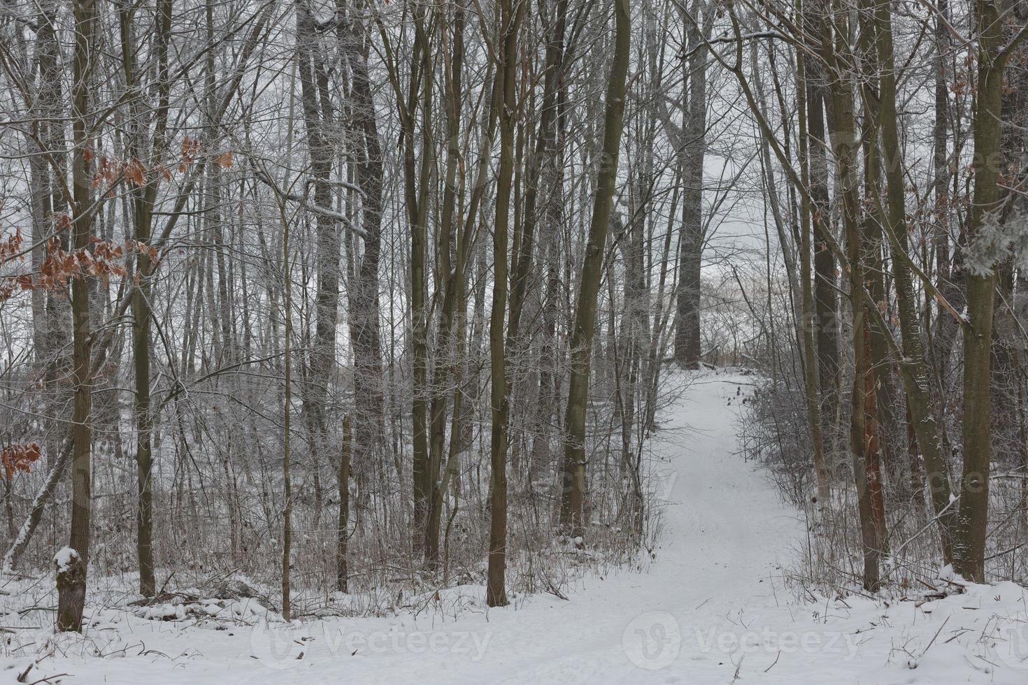 Winterwaldlandschaft foto