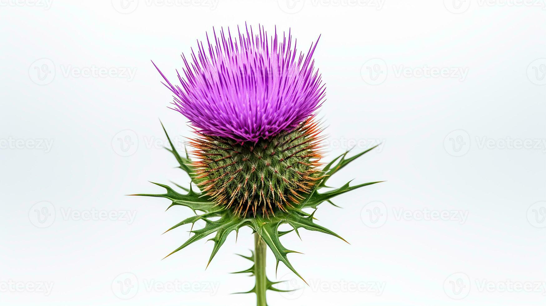 Foto von schön Distel Blume isoliert auf Weiß Hintergrund. generativ ai